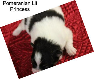 Pomeranian Lit Princess