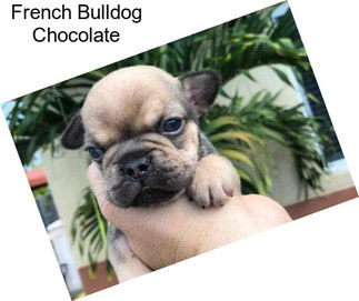French Bulldog Chocolate