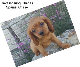 Cavalier King Charles Spaniel Chase