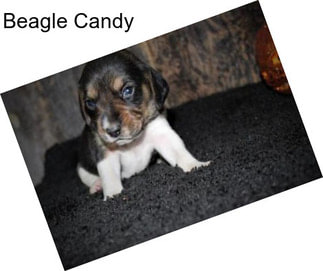 Beagle Candy