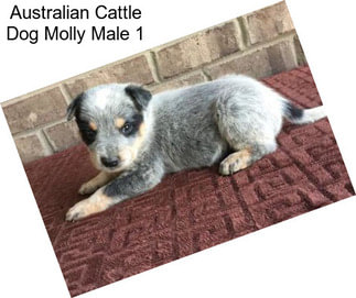 Australian Cattle Dog Molly Male 1