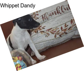 Whippet Dandy