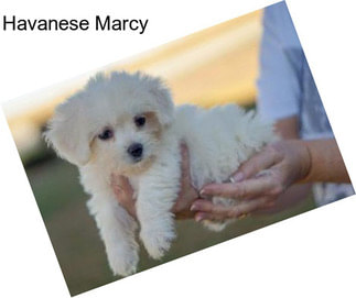 Havanese Marcy