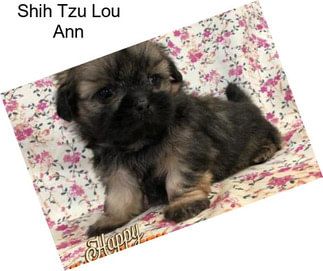 Shih Tzu Lou Ann