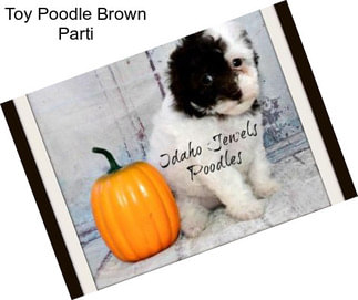 Toy Poodle Brown Parti