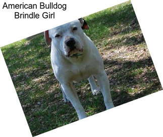 American Bulldog Brindle Girl
