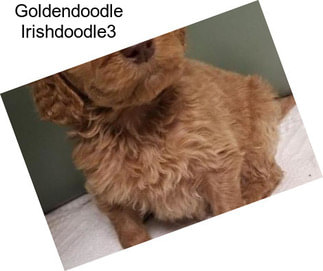 Goldendoodle Irishdoodle3