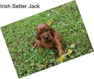 Irish Setter Jack