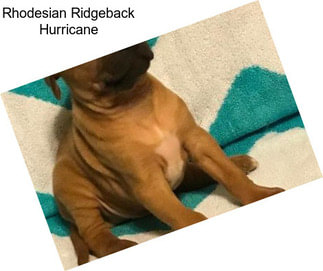 Rhodesian Ridgeback Hurricane