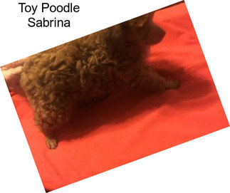 Toy Poodle Sabrina