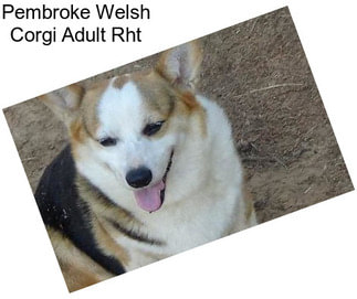 Pembroke Welsh Corgi Adult Rht