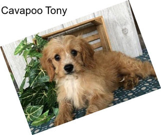 Cavapoo Tony