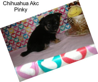 Chihuahua Akc Pinky