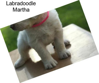 Labradoodle Martha