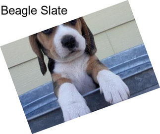 Beagle Slate