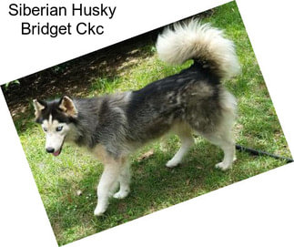 Siberian Husky Bridget Ckc