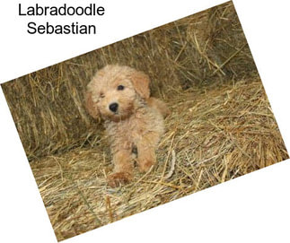 Labradoodle Sebastian