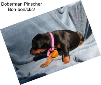 Doberman Pinscher Bon-bon/ckc/