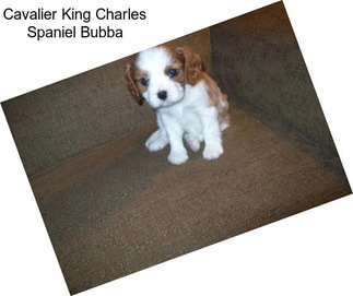 Cavalier King Charles Spaniel Bubba