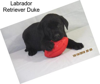 Labrador Retriever Duke