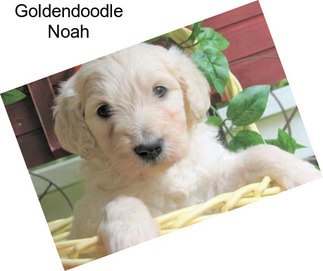 Goldendoodle Noah