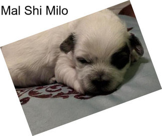 Mal Shi Milo