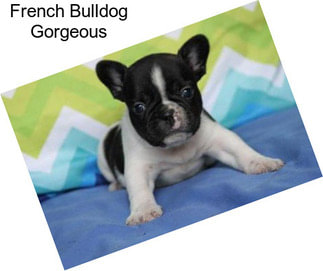 French Bulldog Gorgeous