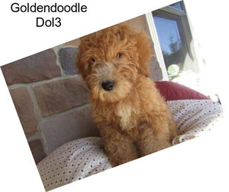 Goldendoodle Dol3