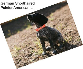 German Shorthaired Pointer American L1