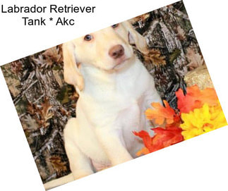 Labrador Retriever Tank * Akc