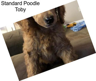 Standard Poodle Toby