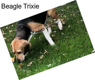 Beagle Trixie