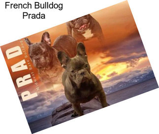 French Bulldog Prada