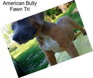 American Bully Fawn Tri