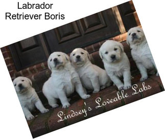 Labrador Retriever Boris