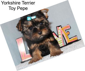 Yorkshire Terrier Toy Pepe