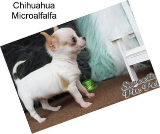 Chihuahua Microalfalfa