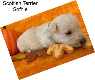 Scottish Terrier Sofhie