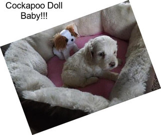 Cockapoo Doll Baby!!!