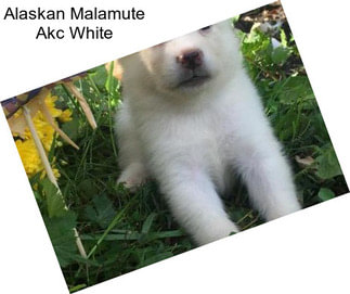 Alaskan Malamute Akc White