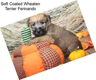 Soft Coated Wheaten Terrier Ferinando