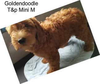 Goldendoodle T&p Mini M