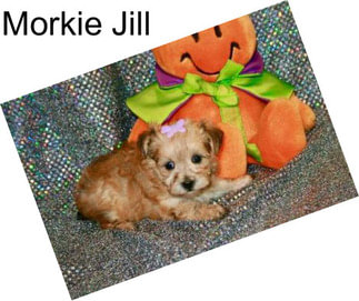 Morkie Jill