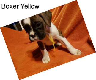 Boxer Yellow
