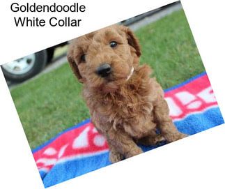 Goldendoodle White Collar