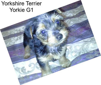 Yorkshire Terrier Yorkie G1