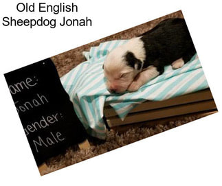 Old English Sheepdog Jonah