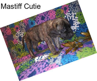 Mastiff Cutie