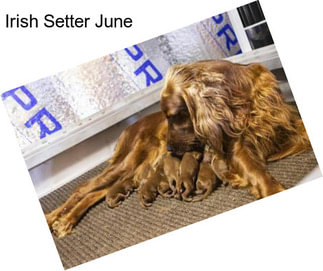 Irish Setter June