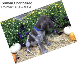 German Shorthaired Pointer Blue - Male